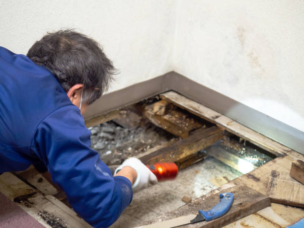 Best Mold Damage Repair  in Culver City, CA