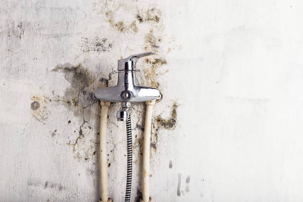 Best Black Mold Removal  in Culver City, CA
