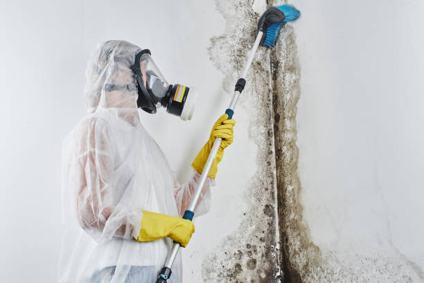 Best Mold Testing  in Culver City, CA