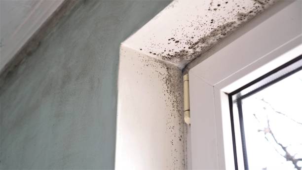 Best Commercial Mold Removal  in Culver City, CA