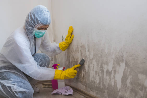 Best Local Mold Removal Service  in Culver City, CA