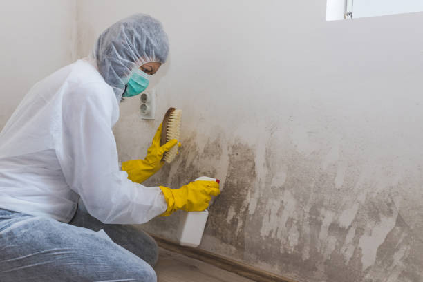 Best Mold Remediation Experts  in Culver City, CA