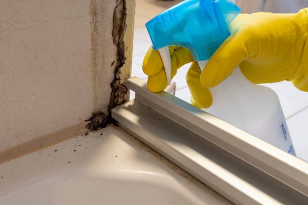 Best Mold Remediation  in Culver City, CA