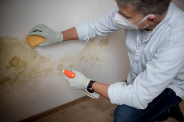 Best Emergency Mold Removal  in Culver City, CA
