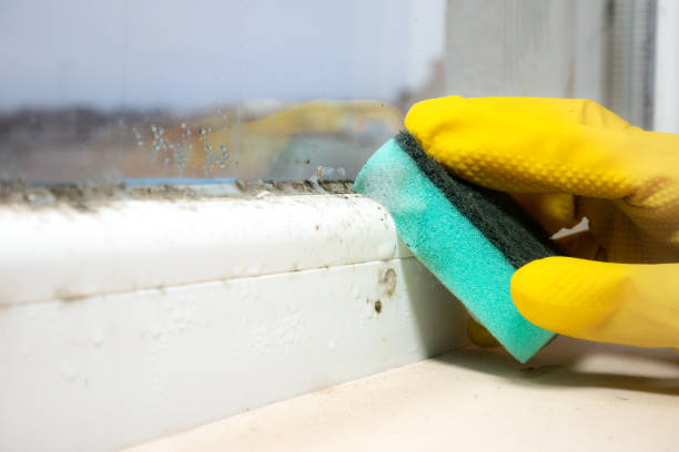 Best Affordable Mold Removal  in Culver City, CA