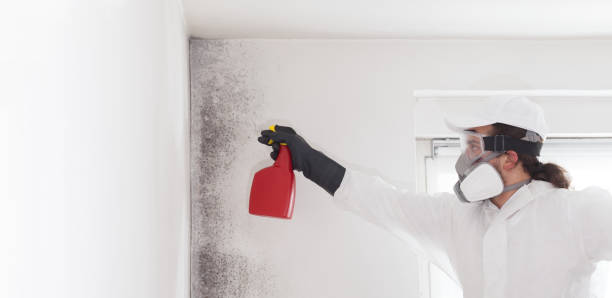 Best Fast Mold Removal  in Culver City, CA