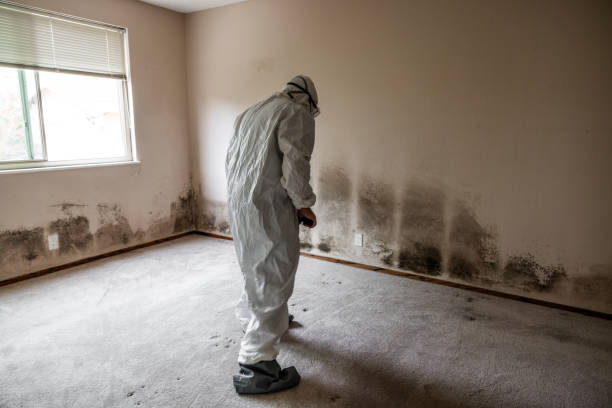 Trusted Culver City, CA Mold Removal Experts