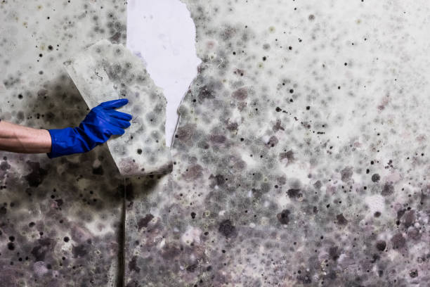 Best Mold Testing  in Culver City, CA