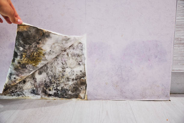Best Best Mold Removal Companies  in Culver City, CA
